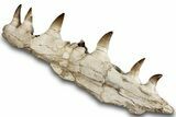 Mosasaur (Prognathodon) Jaw with Seven Teeth - Morocco #259677-1